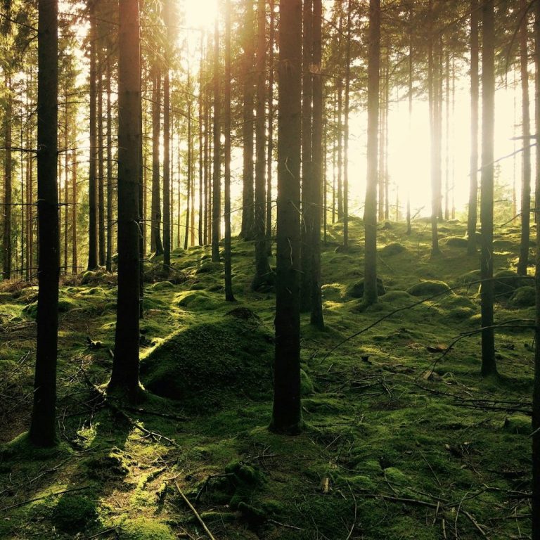 Licht und Leben im Wald vor lauter Bäumen Sonnenlicht strömt durch einen grünen Wald mit moosbedecktem Boden.